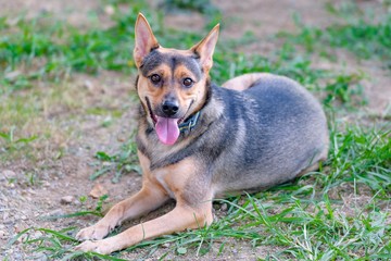 ドッグランで遊ぶ犬