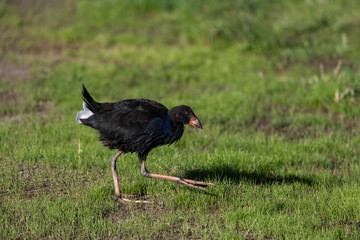 An Australasian Swamphen (Pukeko) in a Field in New Zealand
