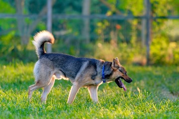 ドッグランで遊ぶ犬