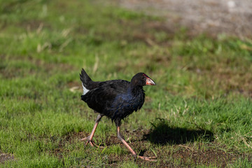 An Australasian Swamphen (Pukeko) in a Field in New Zealand