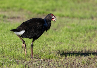 An Australasian Swamphen (Pukeko) in a Field in New Zealand