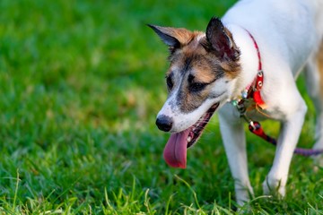 ドッグランで遊ぶ犬