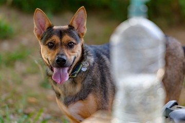 ドッグランで遊ぶ犬