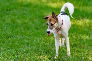 ドッグランで遊ぶ犬