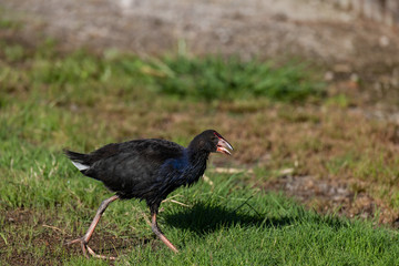 An Australasian Swamphen (Pukeko) in a Field in New Zealand