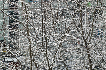 snow trees yard house evening
