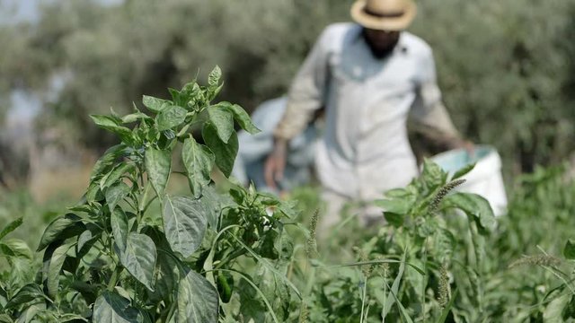  Defocused farmer working in the field. Farmers,agriculture,nature-slow motion