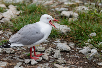 An Annoyed Red-billed Gull Yelling