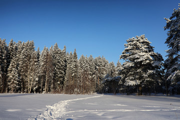 pine forest after a heavy snow storm on sunny winter day