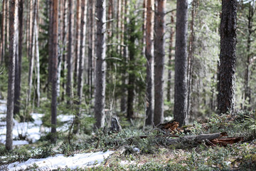Pine forest in the beginning of spring under the snow. Forest under snow winter landscape. The sun warms the pine forest that has woken up after winter.