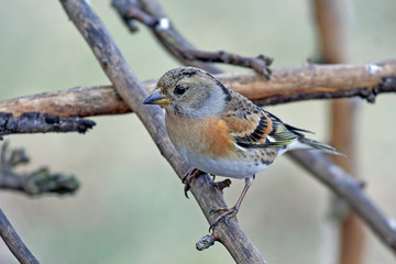 Brambling (Fringilla montifringilla)