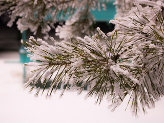 Fluffy pine branch covered with snow frost close-up. Winter