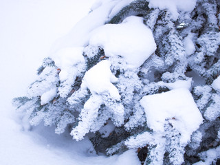 Branches of pine covered with a thick layer of snow