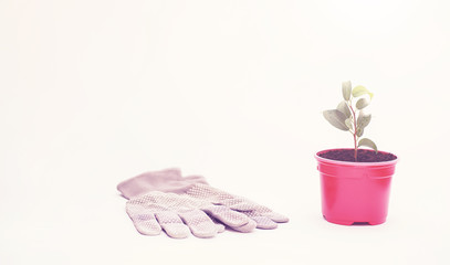 Potted plant in a transplant and care