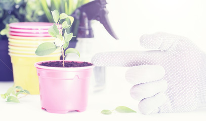 Potted plant in a transplant and care