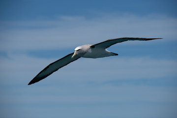 Fototapeta na wymiar A Salvin's Albatross Soaring Off the Coast of Kaikoura New Zealand