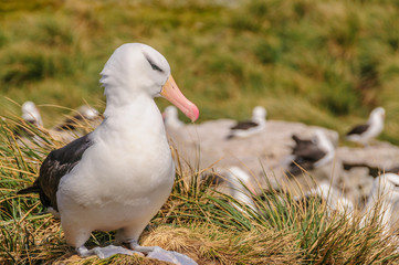 Close-up of a  black-browed Albatross - Thalassarche melanophris - sitting on it's nest, amidst tussock grass, at West Point Island, the Falklands.