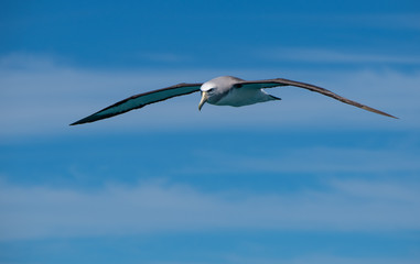 A Salvin's Albatross Soaring Off the Coast of Kaikoura New Zealand