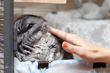 Chinchilla in play