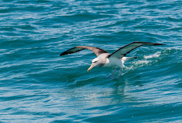 Fototapeta na wymiar A Salvin's Albatross Surfing in the Ocean Off the Coast of Kaikoura New Zealand