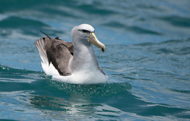 A Salvin's Albatross Swimming in the Ocean Off the Coast of Kaikoura New Zealand