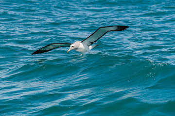 Fototapeta na wymiar A Salvin's Albatross Coming in for a Landing Off the Coast of Kaikoura New Zealand