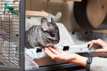 Chinchilla in play