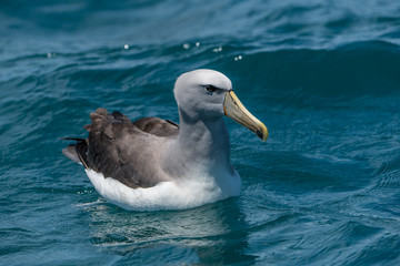 A Salvin's Albatross Swimming in the Ocean Off the Coast of Kaikoura New Zealand