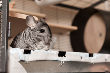 Chinchilla in play