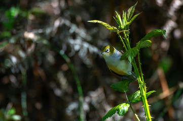 A Pretty Silvereye Searching for Food on a Weed