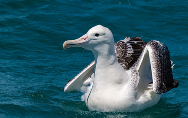 A Southern Royal Albatross 