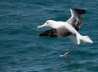 A Southern Royal Albatross in Flight