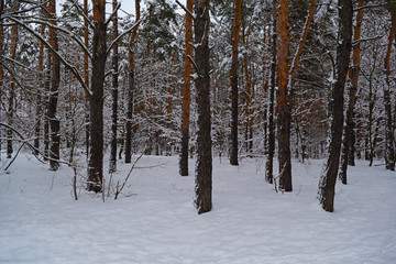 Fabulous pine winter evening forest. Snowy nature.