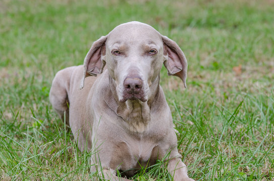 weimaraner silver grey gray ghost dog dogs pet pets photography