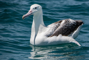 Fototapeta na wymiar A Southern Royal Albatross Swimming Off the Coast of New Zealand