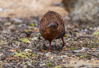 Weka - A Flightless Species Endemic to New Zealand