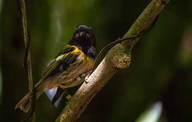 A Stitchbird Perched on a Branch in New Zealand