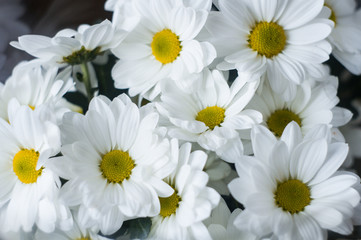Bouquet of white flowers close up