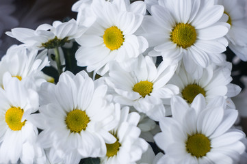 Obraz premium Bouquet of white flowers close up