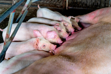 PIG FARM, WORKING IN PIG FARM, Veterinarian Doctor Examining Pigs at a Pig Farm
