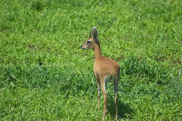 impala in Kruger safari park