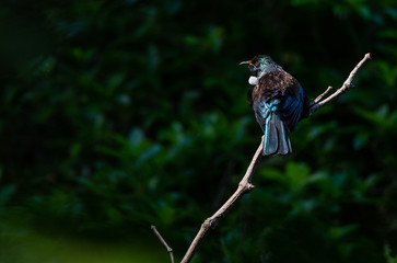 A Beautiful Tui Perched on a Branch