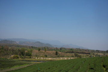 Fototapeta na wymiar View landscape of Choui Fong Tea plantations area of over 1,000 rais in Doi Mae Salong high Mountain in Maechan of Chiang Rai, Thailand