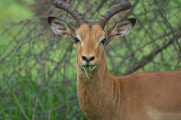 Naklejka na ściany i meble impala in Kruger safari park
