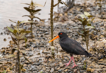 A Variable Oystercatcher on a Muddy Beach