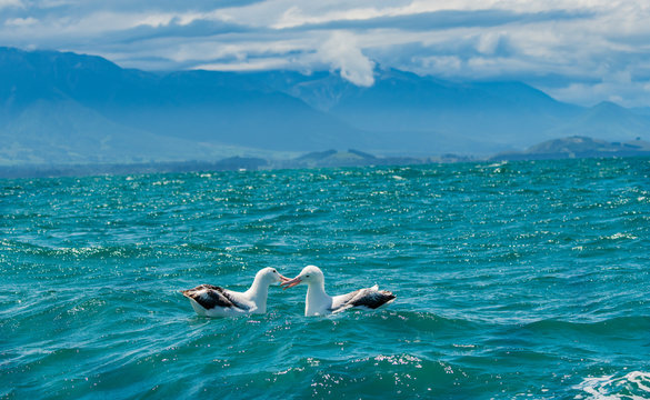 An Albatross Pair Swimming in the Ocean Off the Coast of New Zealand