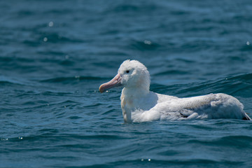 A Wandering Albatross Swimming Off the Coast of New Zealand