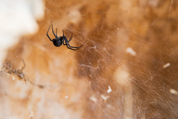 One black spider crawls on its web with brown blurred background