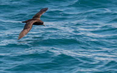 A White-chinned Petrel Soaring Inched Above the Surface of the Ocean