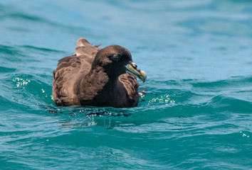 A Beautiful White-chinned Petrel Swimming in the Ocean
